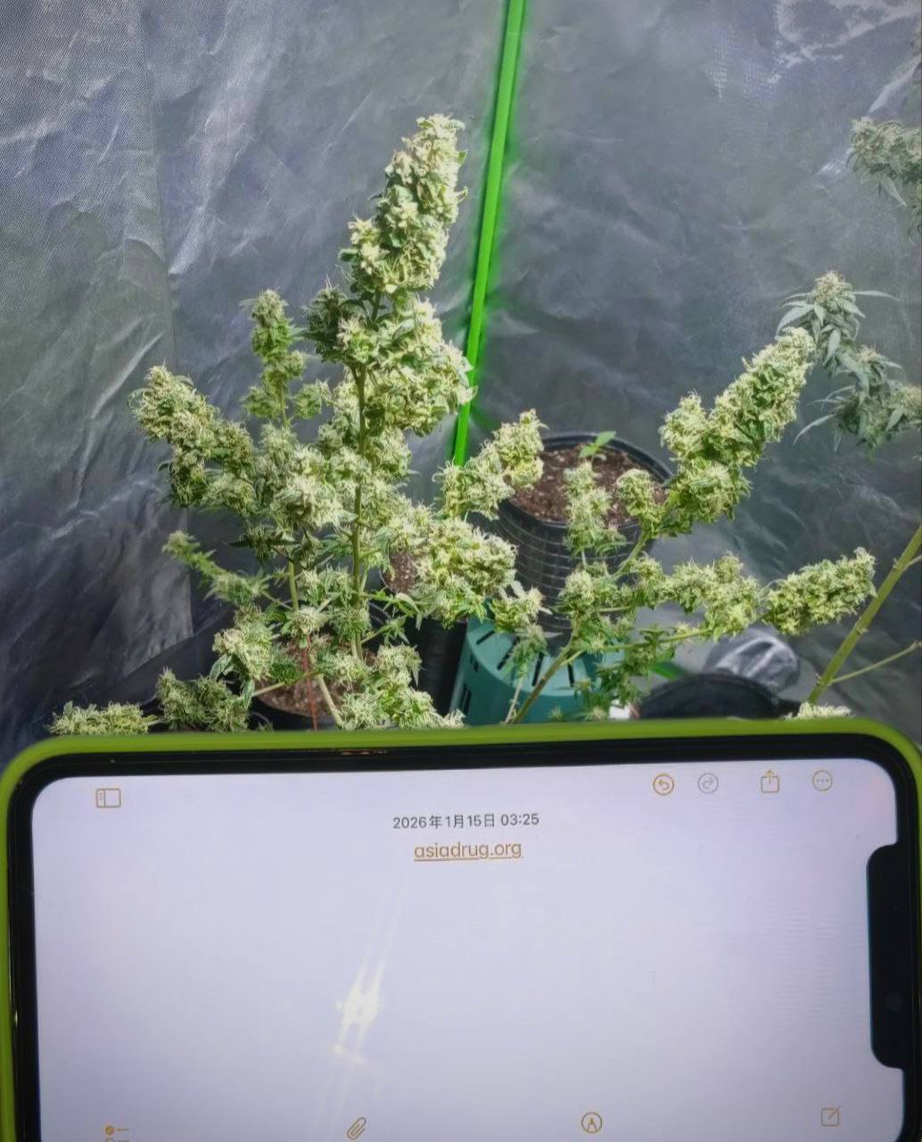 国产水培酸柴油